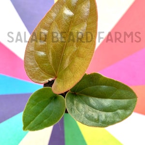 Radicans x luxurians starter plant