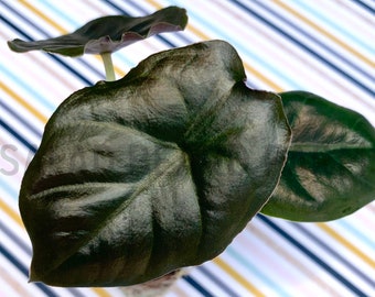 Alocasia infernalis ‘Kapit’ AKA &#39;Black Panther&#39; starter plant
