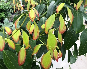 Cinnamomum Zeylanicum * 1 PLANT * NEW! Ceylon Cinnamon Cinnamomum Verum
