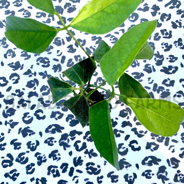 Jade Vine starter plant