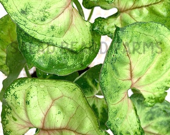 Syngonium 'Bob Allusion' starter plants