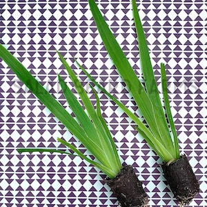 May include: Two green plants with long, narrow leaves are potted in brown containers. The plants are sitting on a white and purple patterned surface.