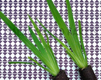 2 Iris ‘Regina’ starter plants