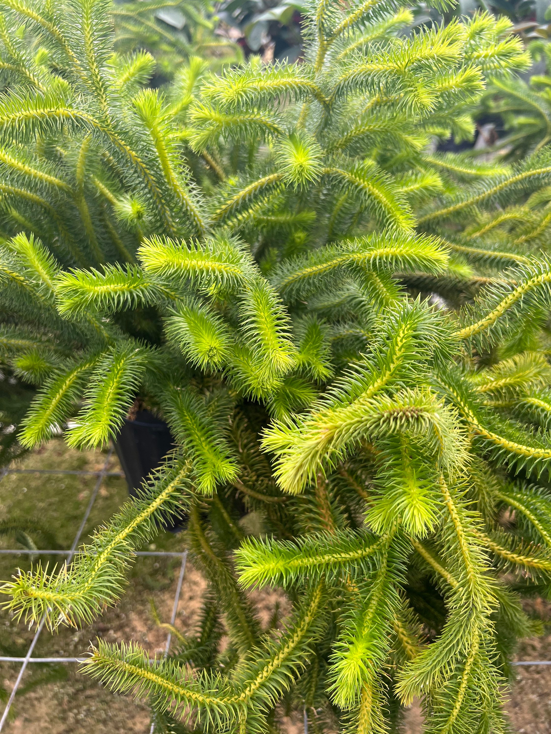 rock-tassel-fern-starter-plants-huperzia-squarrosa-etsy