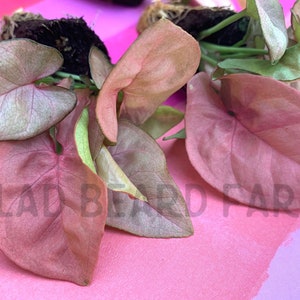 2 Syngonium &#39;Coral&#39; starter plants