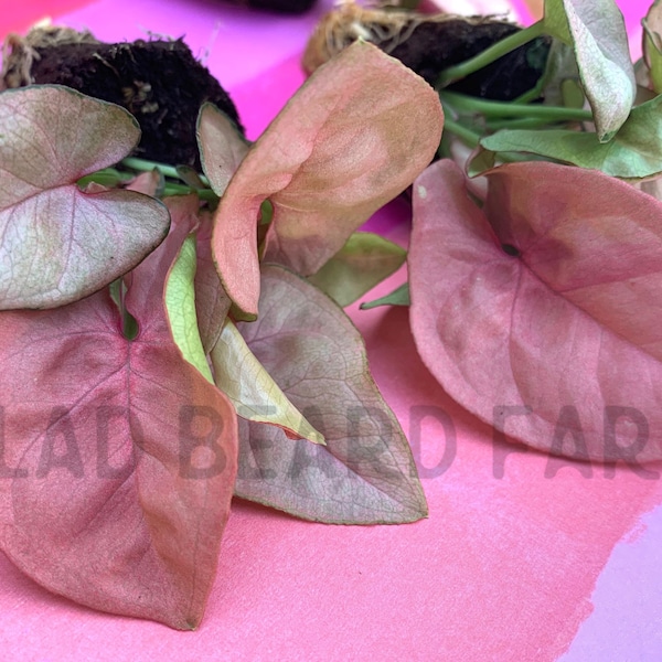 2 Syngonium 'Coral' starter plants