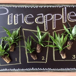 6 Pineapple Starter Plants - 3 varieties!