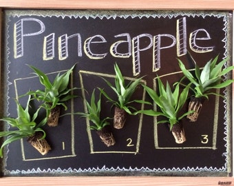 6 Pineapple Starter Plants - 3 varieties!