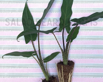 Könnte beinhalten: Zwei Alocasia-Pflanzen mit dunkelgrünen Blättern und gemusterten Stängeln, präsentiert mit freiliegenden Wurzeln und Erde. Die Pflanzen stehen vor einem rosa-weiß gestreiften Hintergrund, der ihre natürliche Form und Textur zeigt.