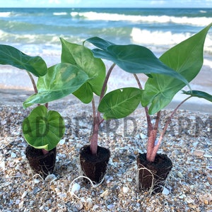 May include: Three green leafy plants with red stems are potted in brown containers and placed on a sandy beach with seashells. The ocean is in the background.