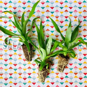 May include: Three green plants with exposed roots are displayed against a colorful geometric patterned background. The plants have long, slender leaves and are partially rooted in soil. The background features a repeating pattern of triangles in various colors.