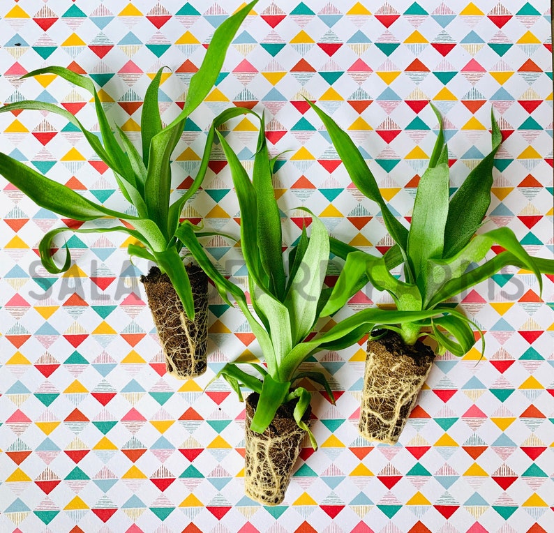 May include: Three green plants with exposed roots are displayed against a colorful geometric patterned background. The plants have long, slender leaves and are partially rooted in soil. The background features a repeating pattern of triangles in various colors.