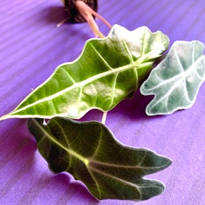 Alocasia ‘Purpley’ starter plant