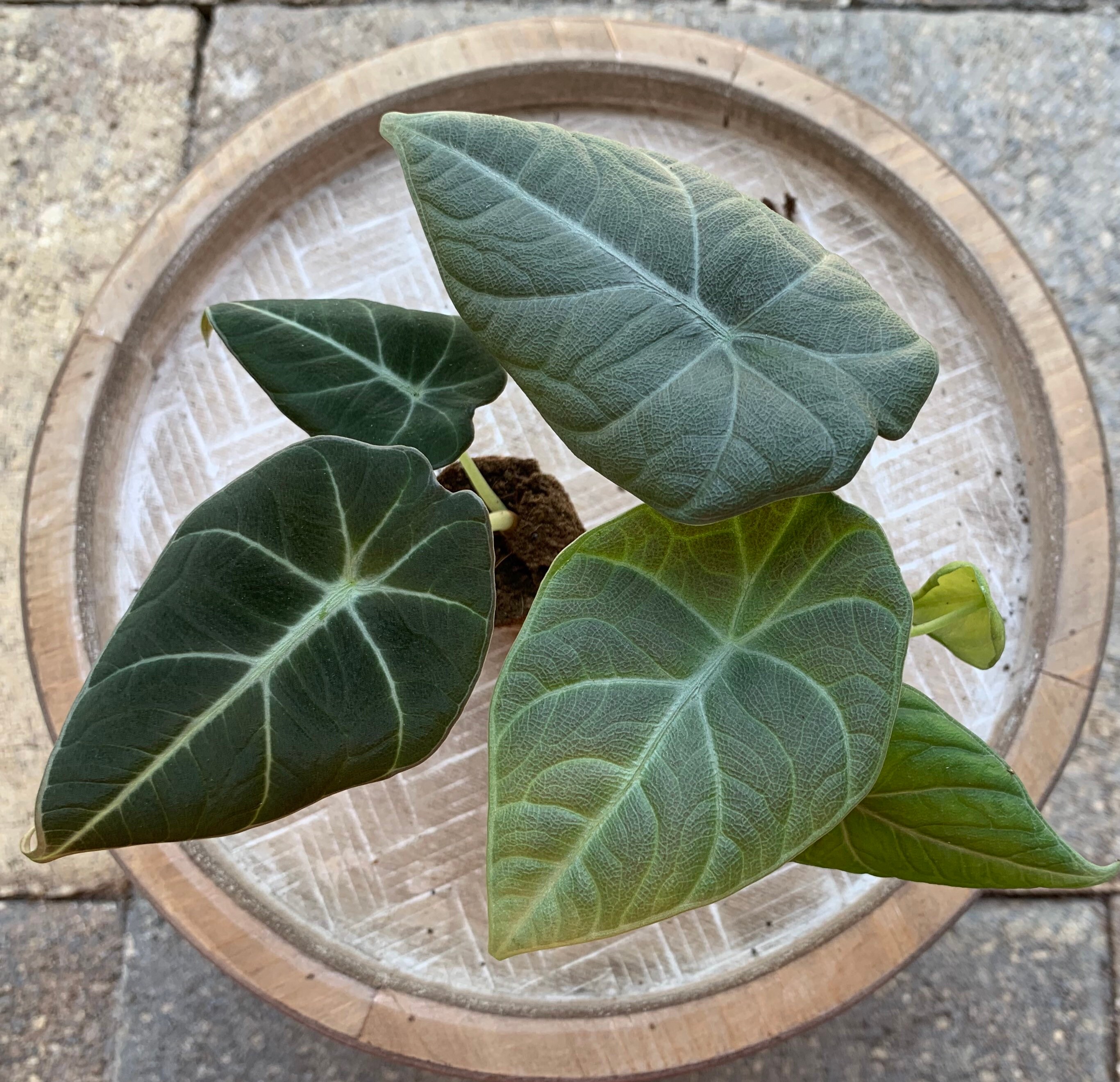 Alocasia 'Black Velvet' Maharani starter plants Etsy