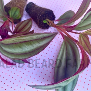 May include: Close-up of peperomia plant cuttings with green and red leaves. The leaves have a ribbed texture and are arranged with two small soil plugs on a pink polka dot background. The text "SALAD BEARD FARMS" is visible.