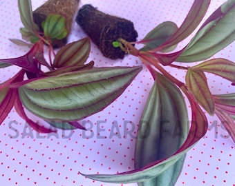 2 Medinilla ‘Gregori Hambali’ starter plants