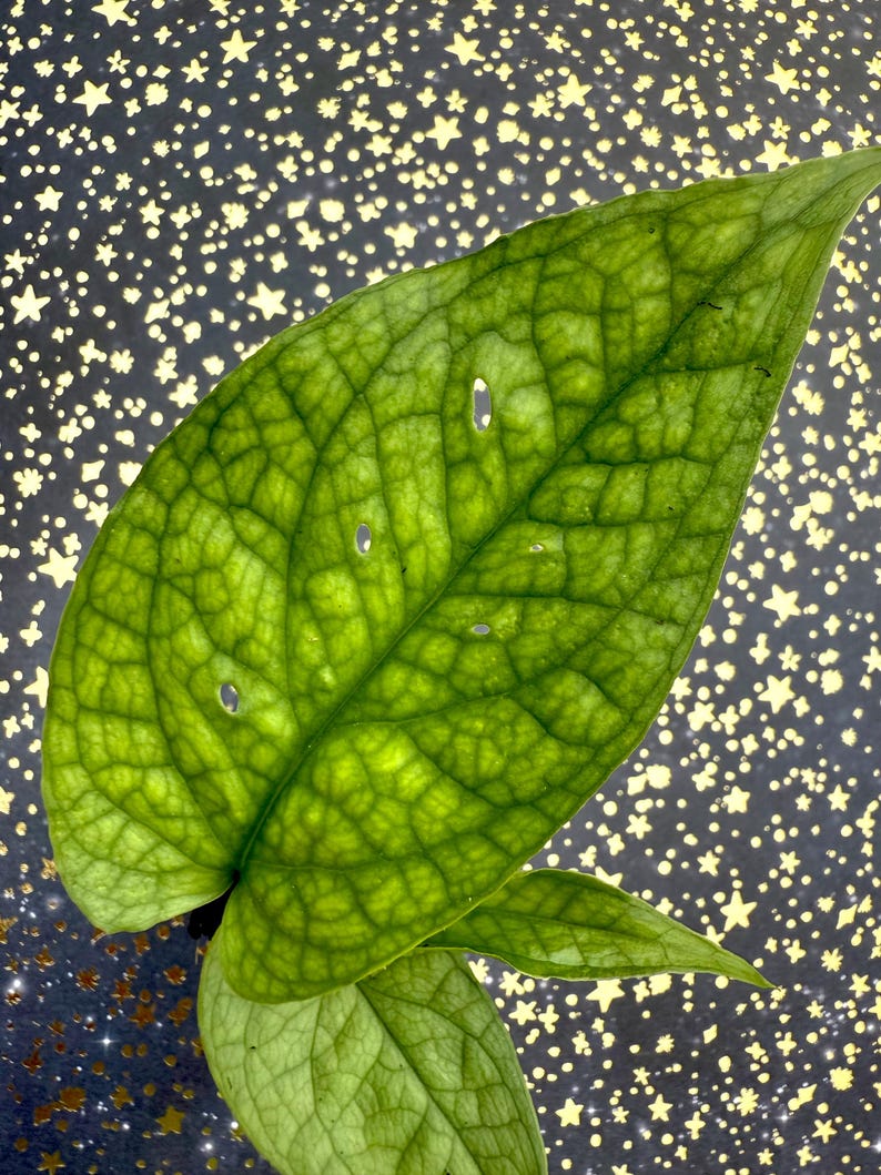 SaladBeardFarms Amydrium medium Spiderman - Thumbnail 2