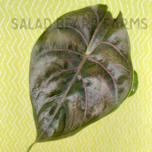 Alocasia azlanii starter plant