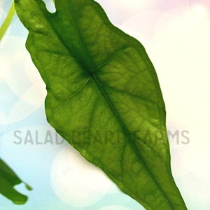 Alocasia heterophylla ‘Dragon’s Breath’ starter plant