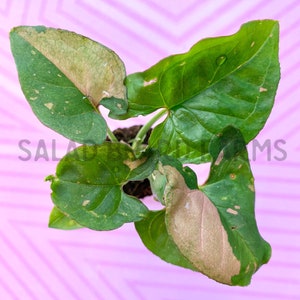 Syngonium ‘Pink Splash’ starter plant