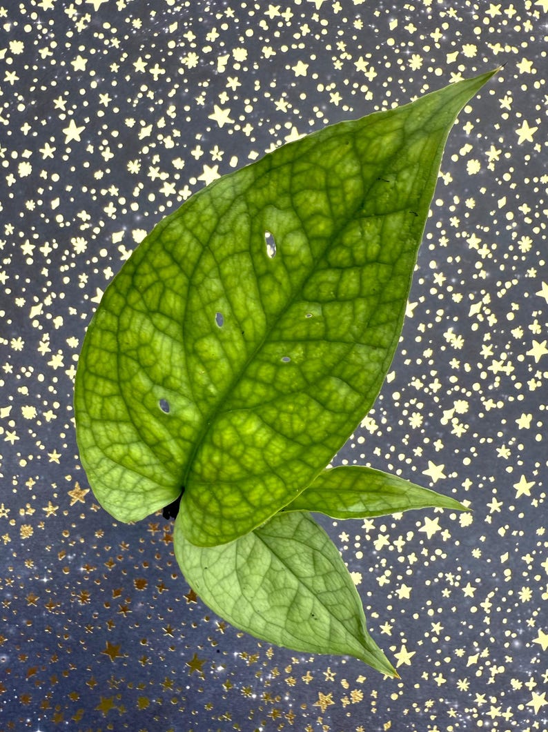 SaladBeardFarms Amydrium medium Spiderman