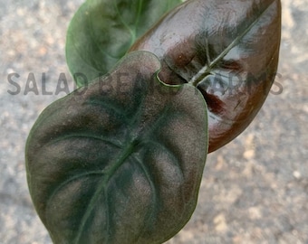 Alocasia cuprea starter plant
