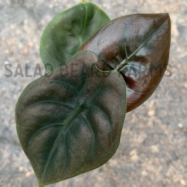 Alocasia cuprea starter plant
