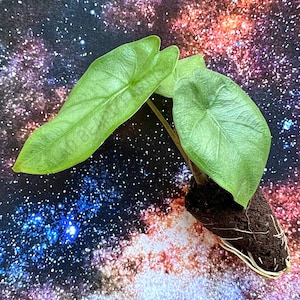 Alocasia heterophylla ‘Corazon’ starter plant