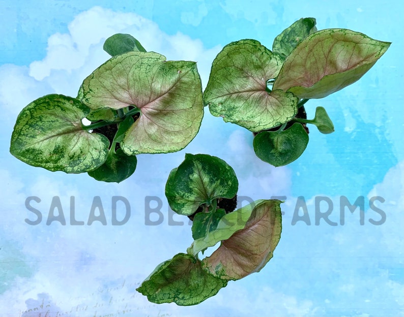 SaladBeardFarms Syngonium Mango Allusion Plant - Thumbnail 2
