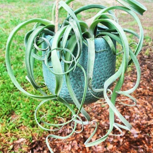 Tillandsia  ‘Curly Slim’ - Easy Care Plant!