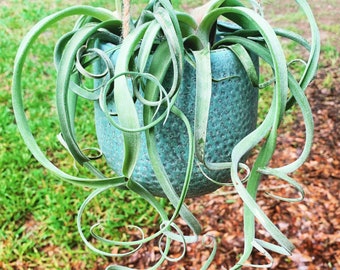 Tillandsia  ‘Curly Slim’ - Easy Care Plant!