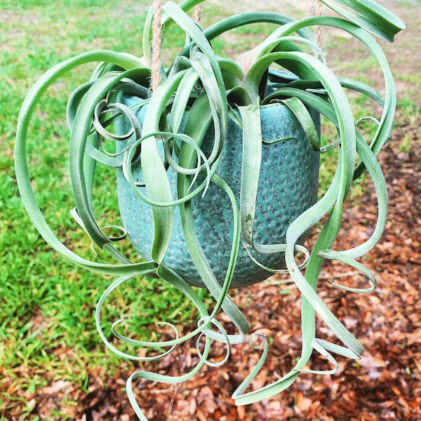 Tillandsia  ‘Curly Slim’ - Easy Care Plant!