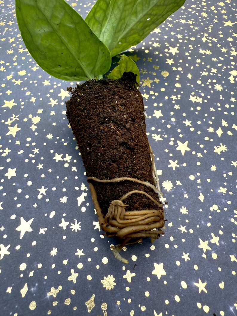 SaladBeardFarms Amydrium medium Spiderman - Thumbnail 3
