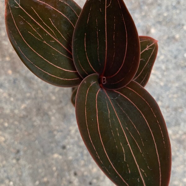 3 ‘Black Jewel’ Orchid starters - FREE SHIPPING!