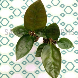 Anthurium superbum starter plants