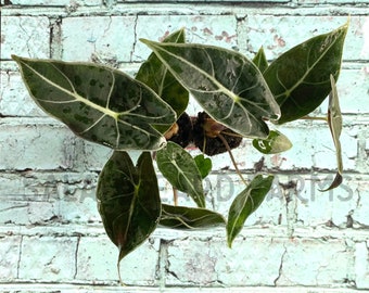 Alocasia ‘Dragon’s Tooth’ starter plant