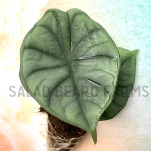 Alocasia nebula ‘Imperialis’ starter plant