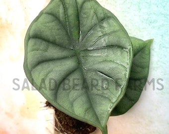 Alocasia nebula ‘Imperialis’ starter plant