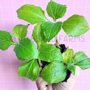 Yacón (Pear of the Earth) starter plant