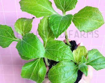 Yacón (Pear of the Earth) starter plant