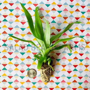 May include: A small green plant with exposed roots, next to a quarter coin for scale. The plant has long, slender leaves and is set against a colorful geometric patterned background. The text "SALAD BEAN FARMS" is visible.