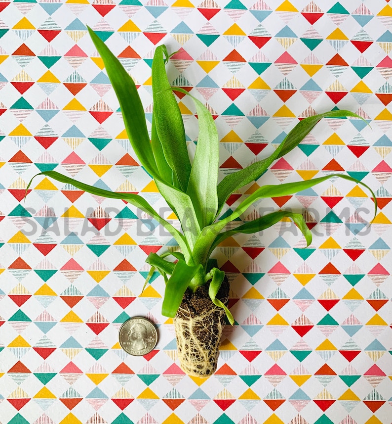 May include: A small green plant with exposed roots, next to a quarter coin for scale. The plant has long, slender leaves and is set against a colorful geometric patterned background. The text "SALAD BEAN FARMS" is visible.