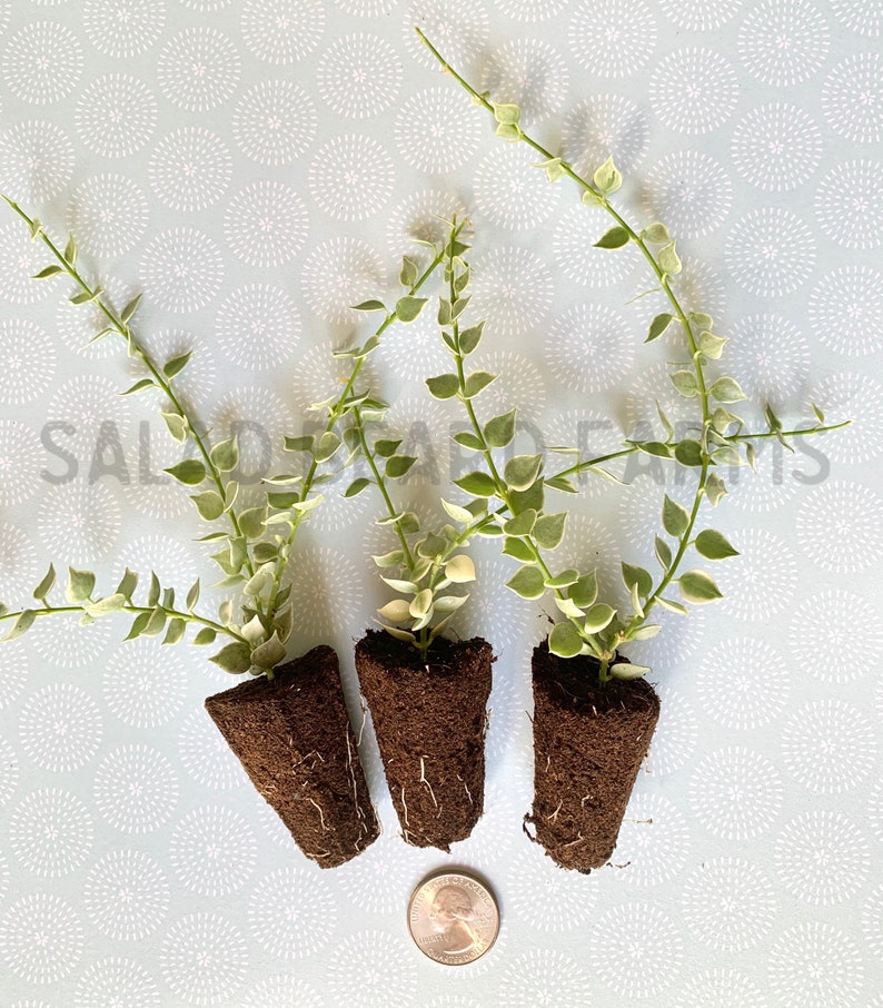 2 Variegated Dischidia starter plants image 3