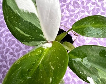 Philodendron ‘White Princess’ starter plant