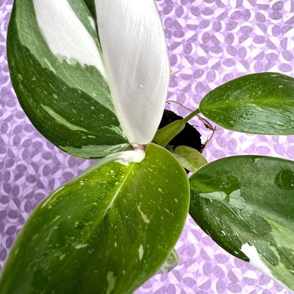 Philodendron ‘White Princess’ starter plant