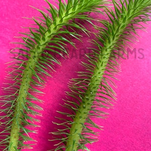 Rock Tassel Fern starter plants (huperzia squarrosa)