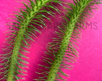 Rock Tassel Fern starter plants (huperzia squarrosa)