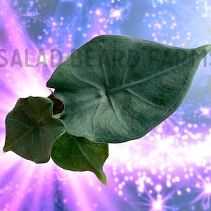 Alocasia princeps ‘Purple Cloak’ starter plant