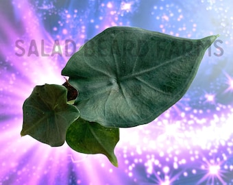 Alocasia princeps ‘Purple Cloak’ starter plant