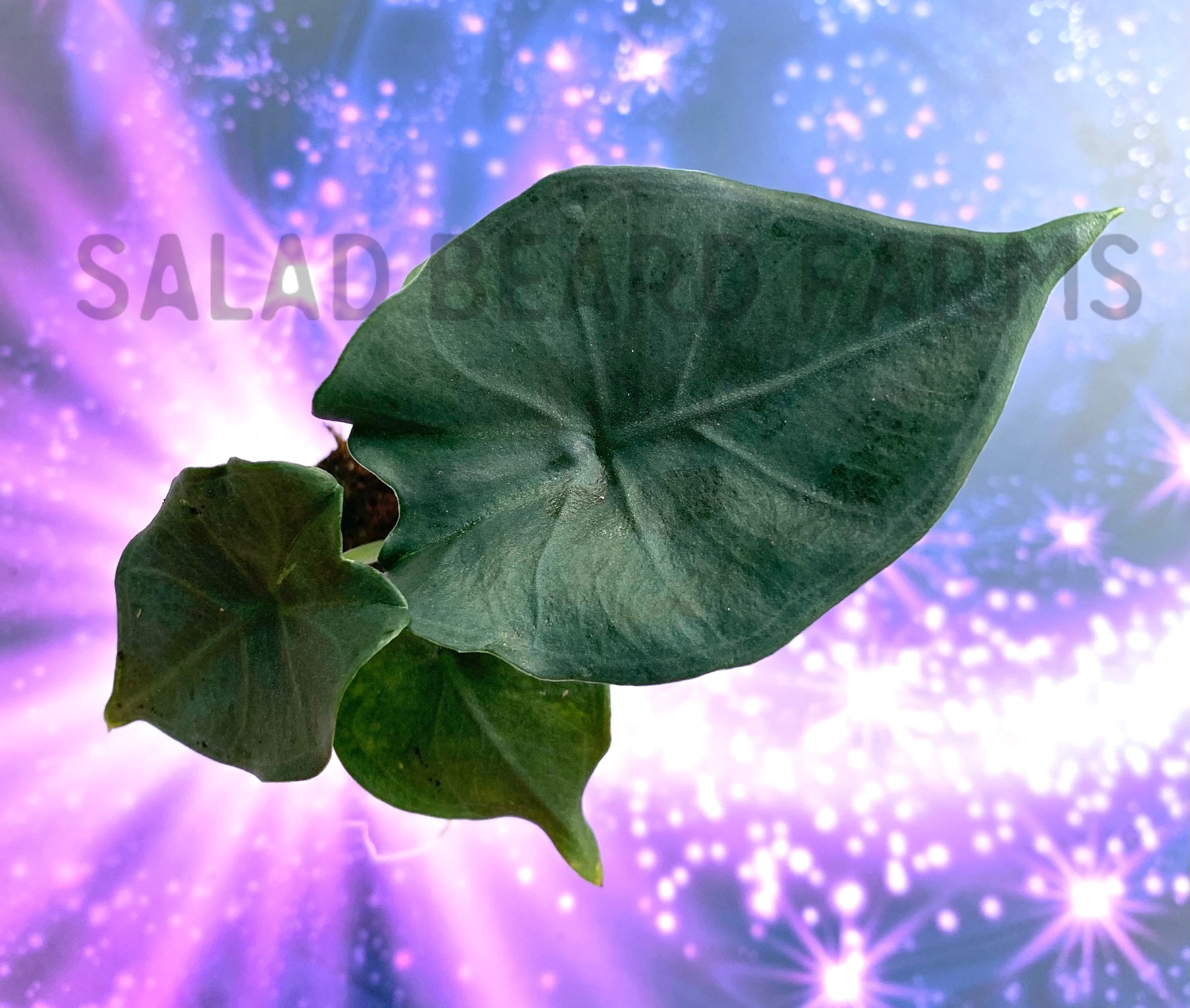 Alocasia princeps ‘Purple Cloak’ starter plant